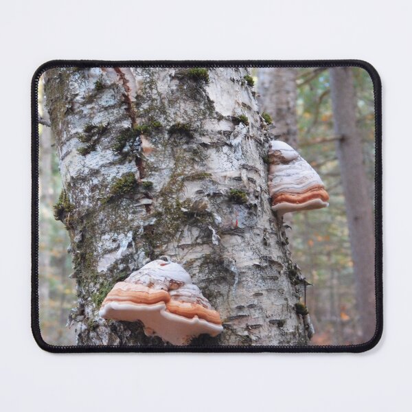 Item preview, Mushroom Trees designed and sold by SweetbriarPhoto.