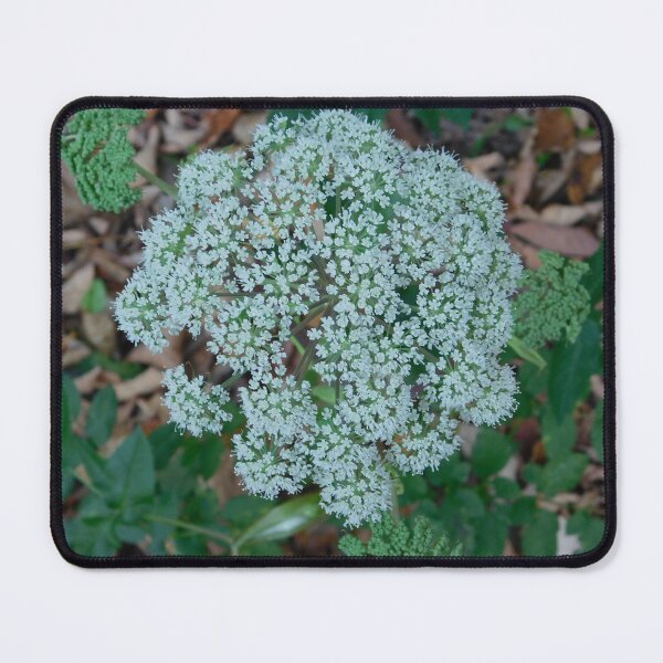 Item preview, Angelica  designed and sold by SweetbriarPhoto.