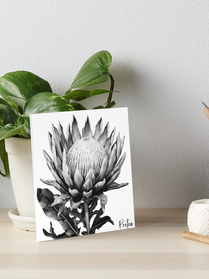 A Sketch of a Protea Flower