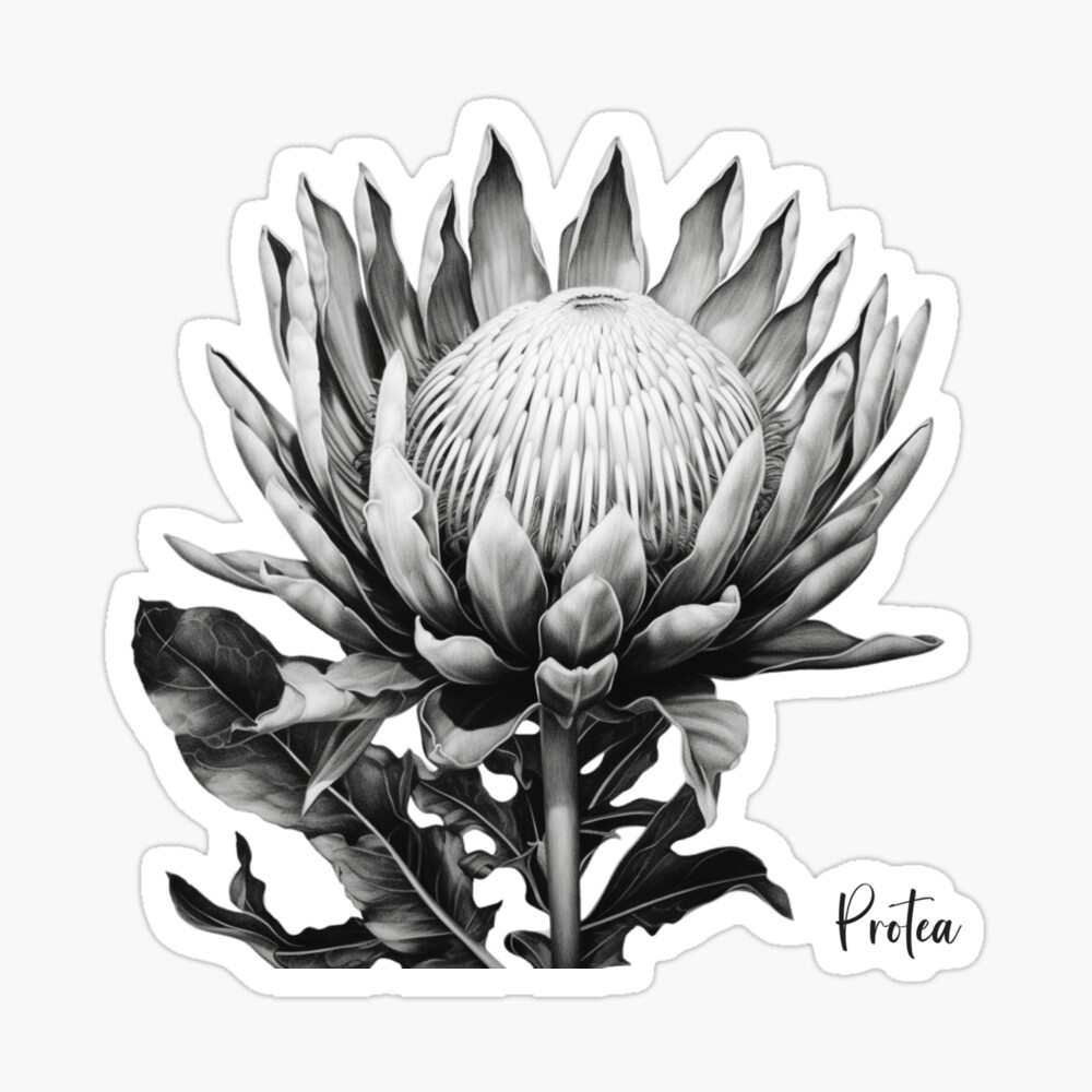 絵画 額縁付 プロテア protea 絵画 額縁付 プロテア protea Protea Flowers Framed Wall Art