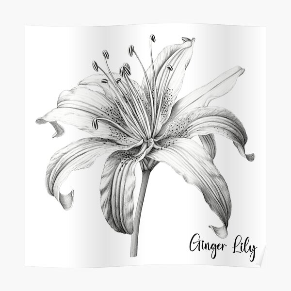 20 Drawing Of A Stargazer Lily Flower Closeup Stock Photos Pictures   RoyaltyFree Images  iStock