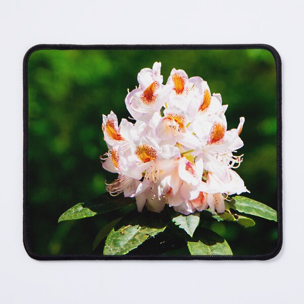 Item preview, More Rhodo beauty designed and sold by jchanders.