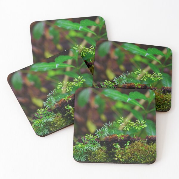 Item preview, Life springing up in the forest designed and sold by giugli.