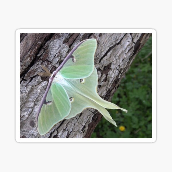 Luna moth sticker — ALPINE AYITA
