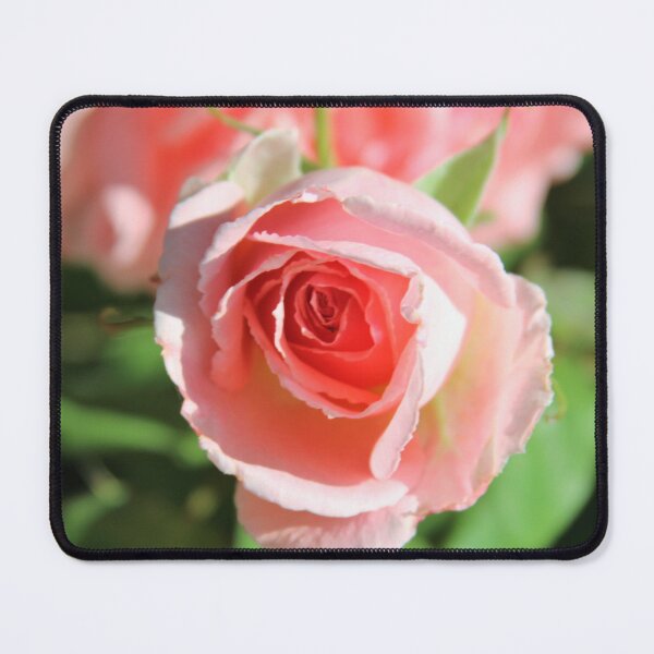 Item preview, A pretty pink rose designed and sold by djsfoto.