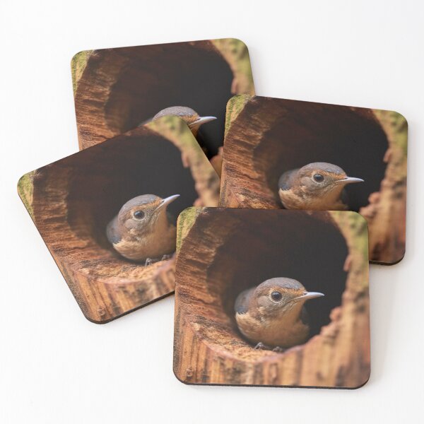 Item preview, A female Eastern Bluebird (Sialia sialis) in a nest. designed and sold by aiphotosart.