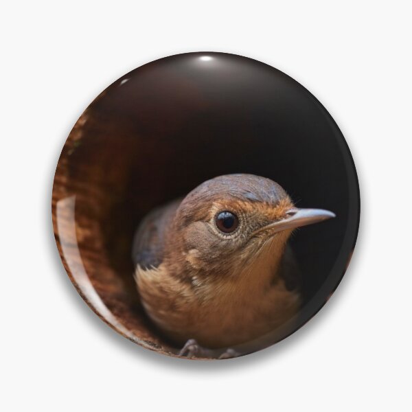 Item preview, A female Eastern Bluebird (Sialia sialis) in a nest. designed and sold by aiphotosart.