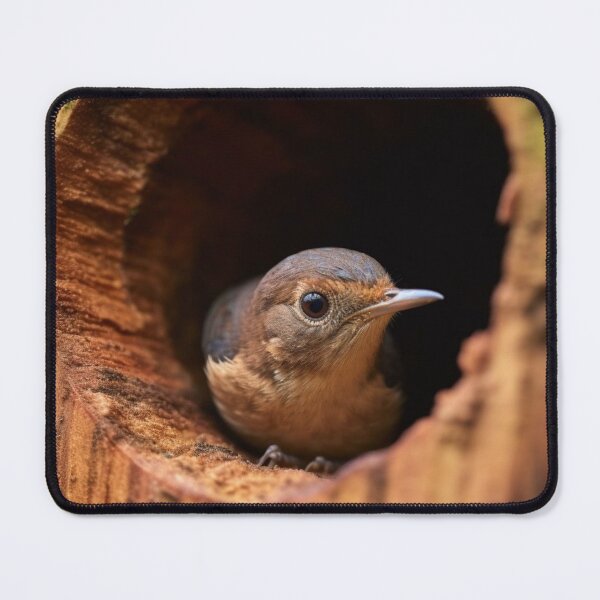 Item preview, A female Eastern Bluebird (Sialia sialis) in a nest. designed and sold by aiphotosart.