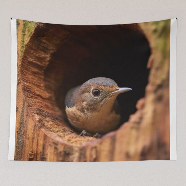 Item preview, A female Eastern Bluebird (Sialia sialis) in a nest. designed and sold by aiphotosart.