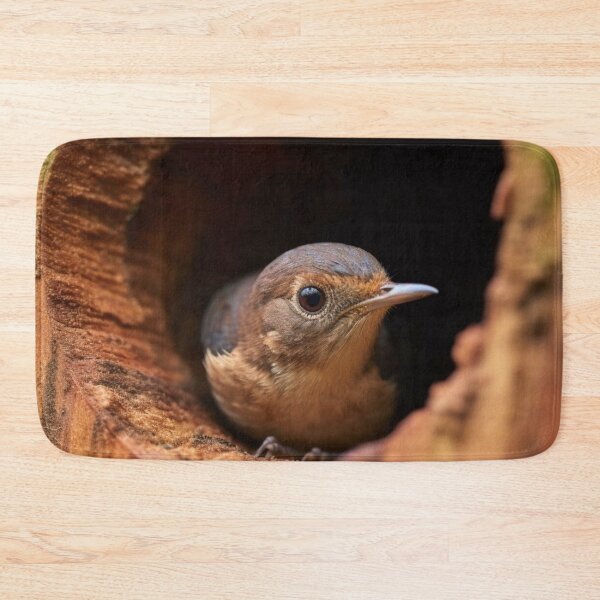 Item preview, A female Eastern Bluebird (Sialia sialis) in a nest. designed and sold by aiphotosart.
