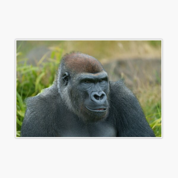 Gorilla Lope's Grin Throw Pillow for Sale by rawshutterbug