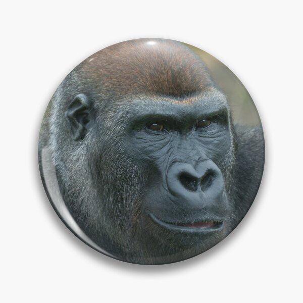 Item preview, The Regal Blackback Gorilla designed and sold by rawshutterbug.