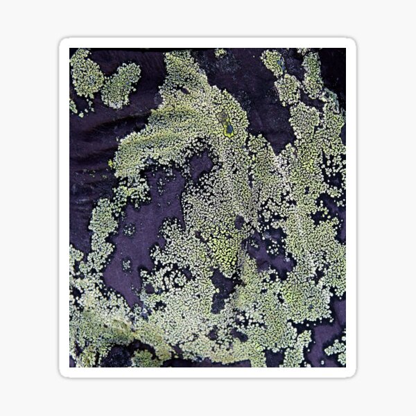 Item preview, lichen designed and sold by KathleenDawson.