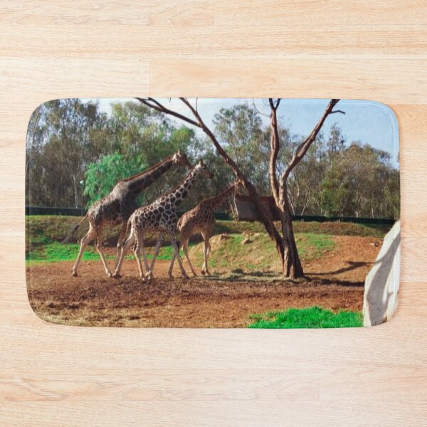 Item preview, Three long neck giraffes in the african savanah  designed and sold by Donutlovers.