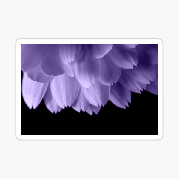 Item preview, Ultra violet purple flower petals black designed and sold by PLdesign.