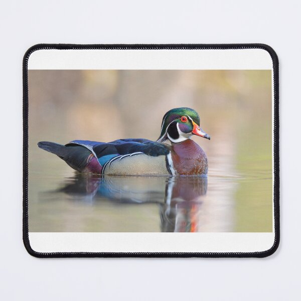 Item preview, Wood duck in Spring designed and sold by James Cumming.