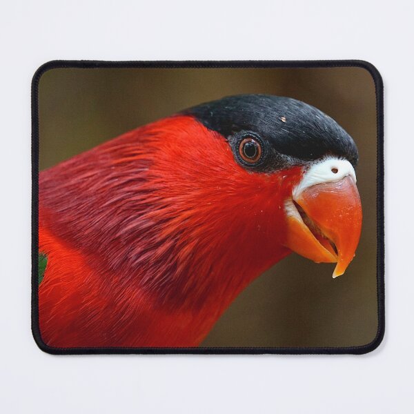 Item preview, Red Lory Bird designed and sold by Nicole Gath.