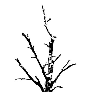 Artwork thumbnail, Dead Tree in Winter by Dave Currie