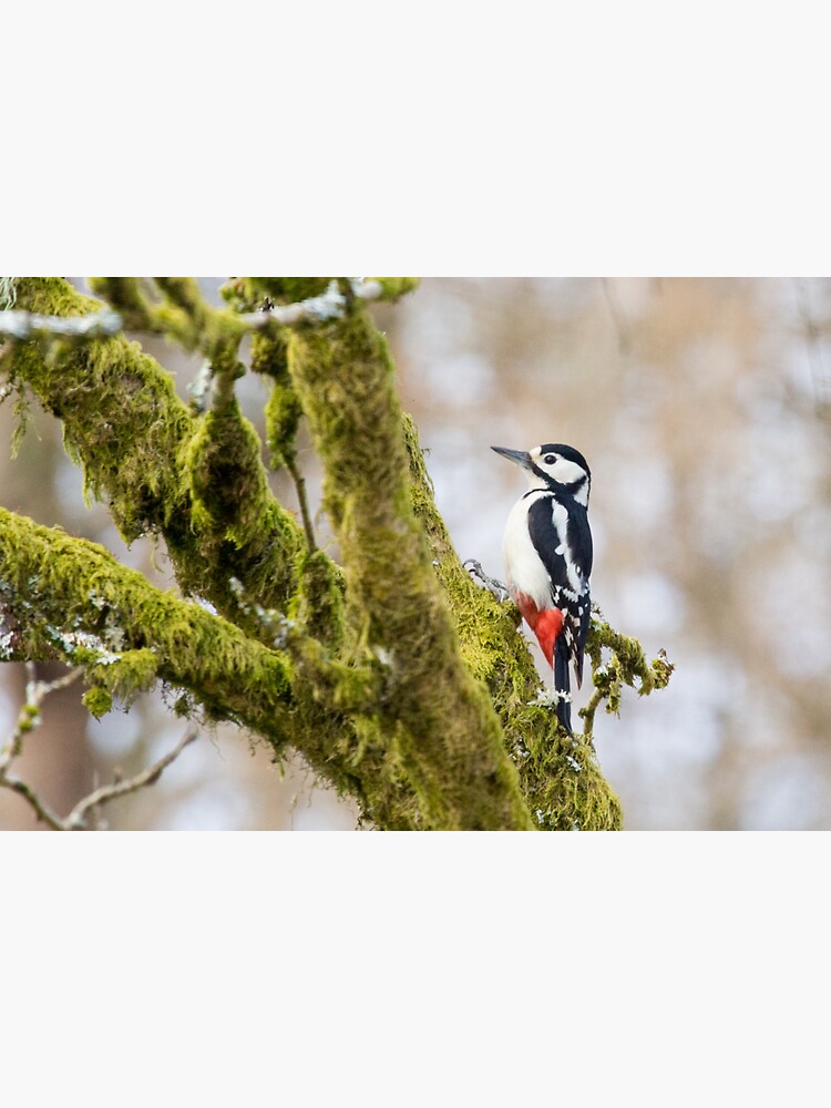 Thumbnail 3 of 3, Sticker, Female Greater Spotted Woodpecker designed and sold by Dave Currie.