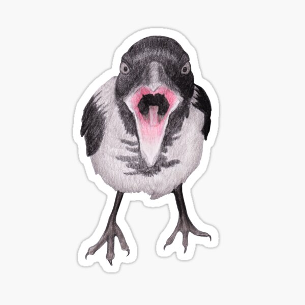 Young Hooded Crow with Attitude Sticker