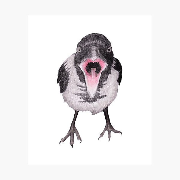 Young Hooded Crow with Attitude Photographic Print