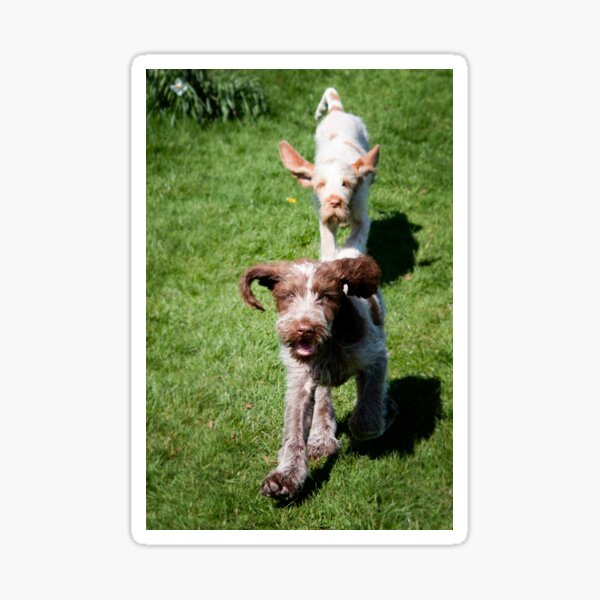 Springtime Spinoni puppies Sticker
