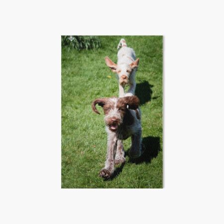 Springtime Spinoni puppies Art Board Print