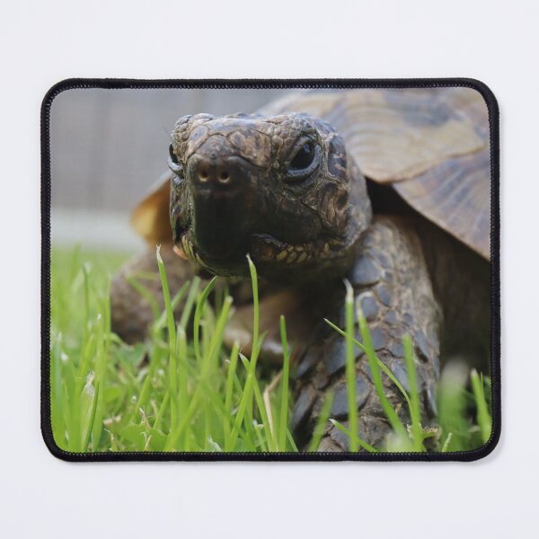 Item preview, Little Foot The Pet Tortoise cute reptile lovers notebook tshirt designed and sold by Talia Jones.