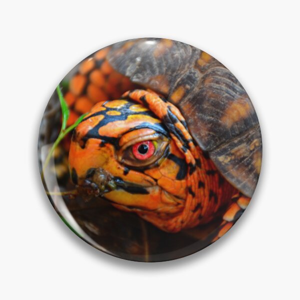 Item preview, Box Turtle Ready To Eat designed and sold by LisaWootenPhoto.