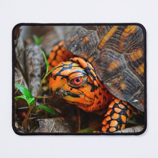 Item preview, Box Turtle Ready To Eat designed and sold by LisaWootenPhoto.