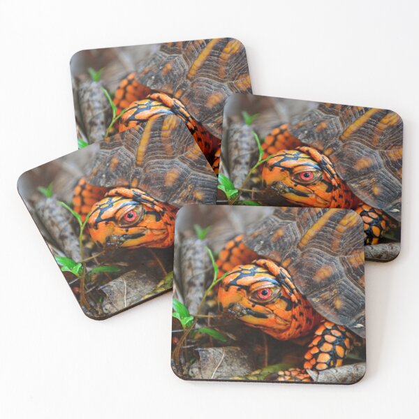 Item preview, Box Turtle Ready To Eat designed and sold by LisaWootenPhoto.