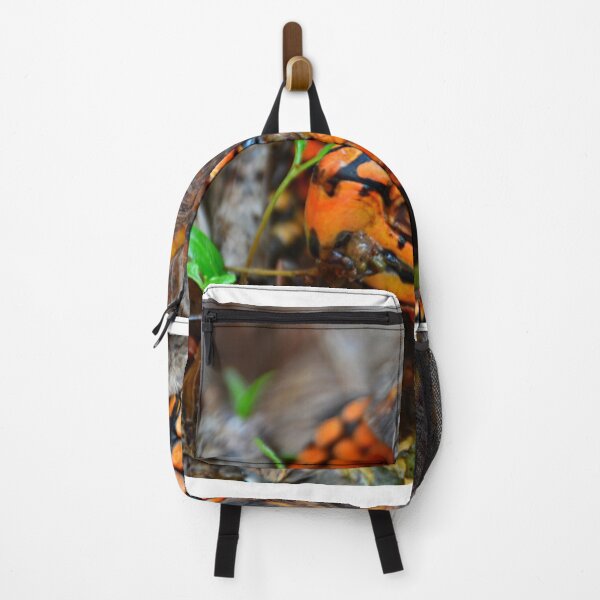Item preview, Box Turtle Ready To Eat designed and sold by LisaWootenPhoto.