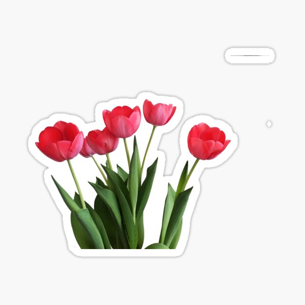 Hoa tulip luôn là biểu tượng của tình yêu và sự trân trọng. Với những bông hoa tulip với nhiều màu sắc khác nhau, bạn sẽ có cơ hội để chứng kiến sự tuyệt vời và độc đáo của hoa tulip. Hãy tìm hiểu những bức ảnh này để cảm nhận được sự quyến rũ và sức hút đặc biệt của hoa tulip.