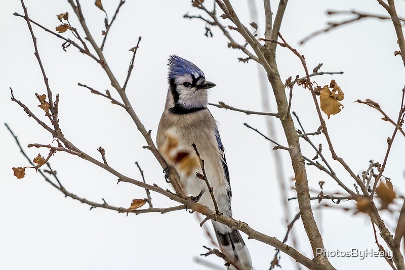 Blue Jay by Photos by Healy