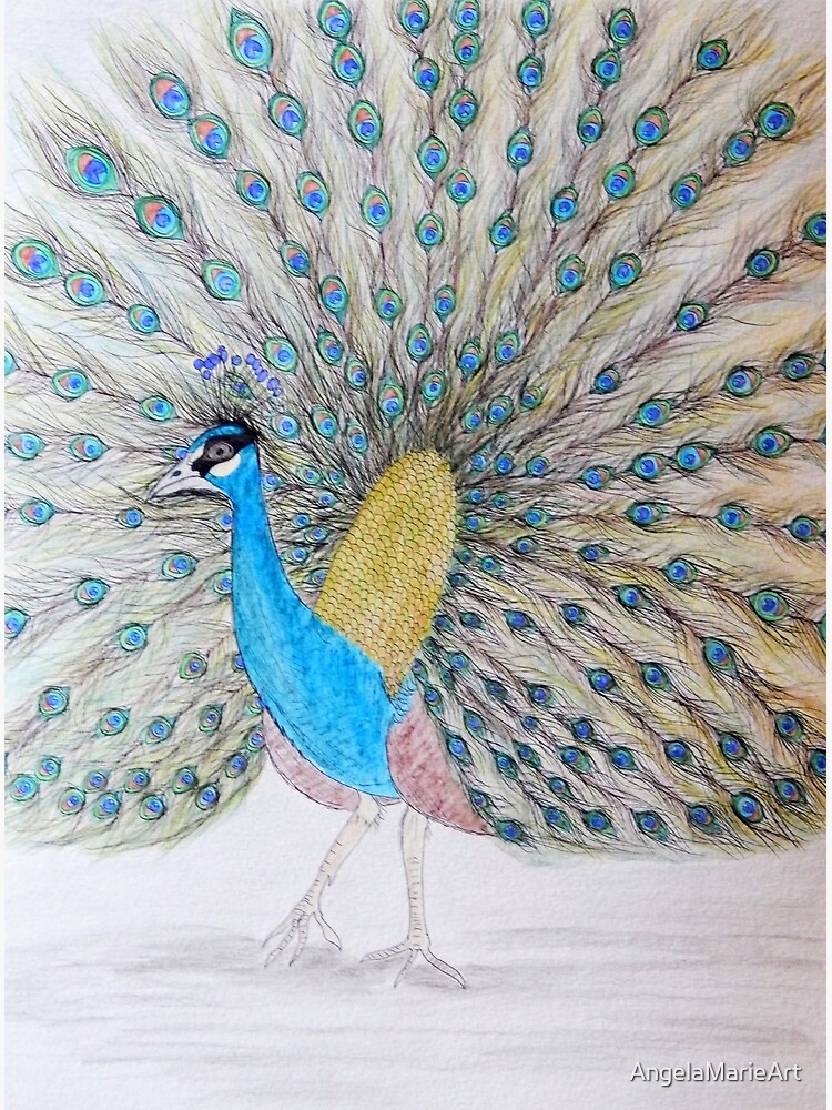 Peacock Speed Drawing: Drawing A Realistic Peacock In Coloured Pencil -  PaintingTube