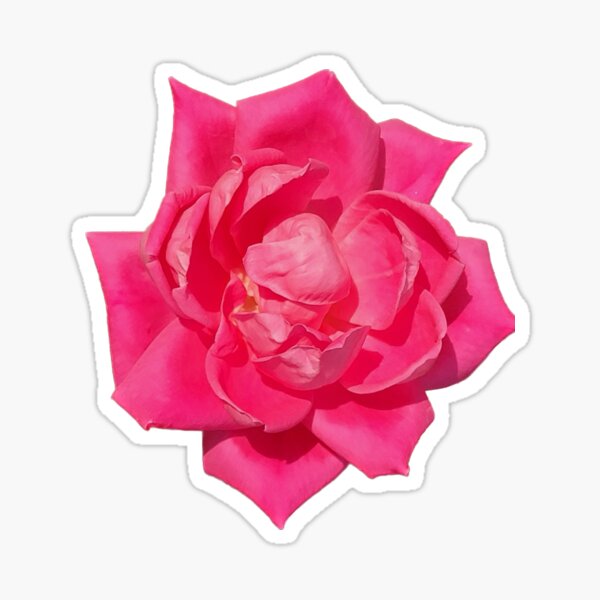 Sticker Hot Pink Roses Background 