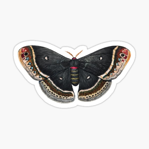 Calleta Silkmoth (Eupackardia calleta) Sticker