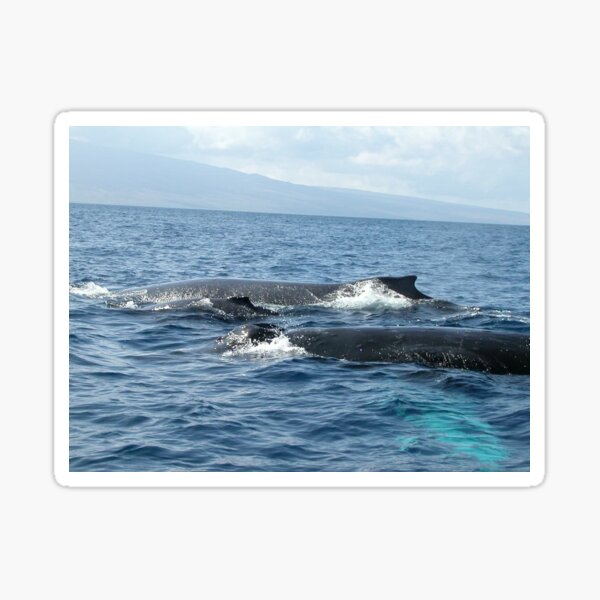 Humpback whales photo Sticker