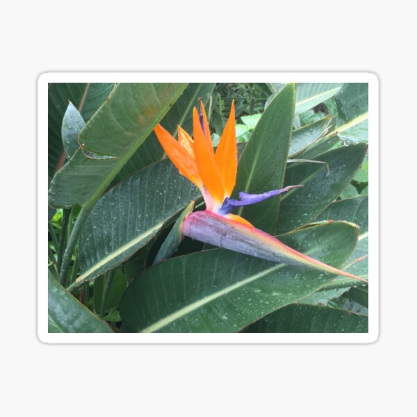 Bird of paradise flower photo Sticker