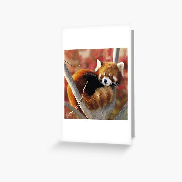 Item preview, Red Panda designed and sold by Sandy Strunk.