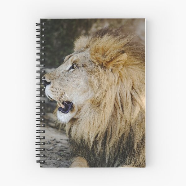Item preview, Big daunting lion portrait in safari park Sigean, France designed and sold by Alexander Sorokopud.