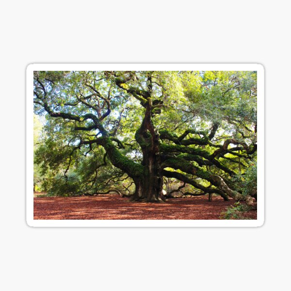 Oak Stickers Redbubble