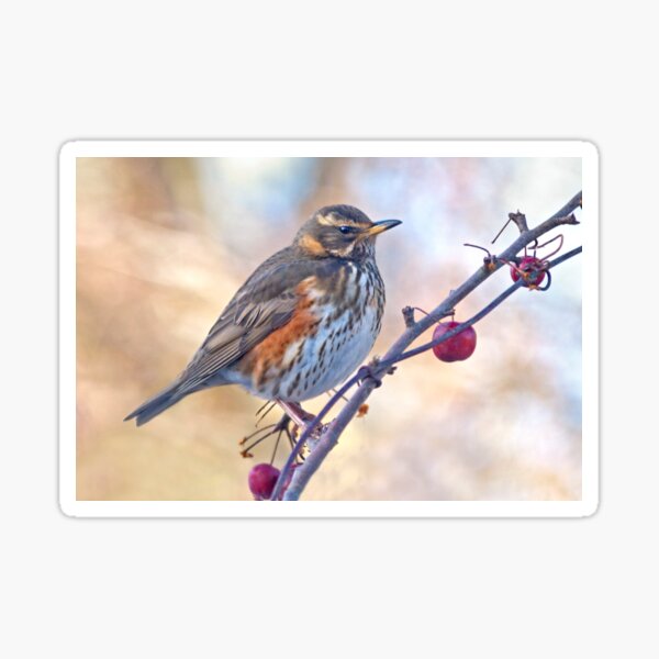Item preview, Redwing designed and sold by Krys Bailey.