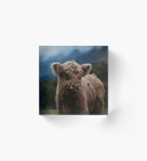 Baby Highland Cow Acrylic Block