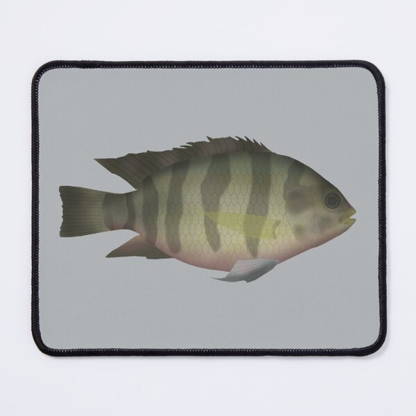 Item preview, Redbelly Tilapia designed and sold by fishfolkart.