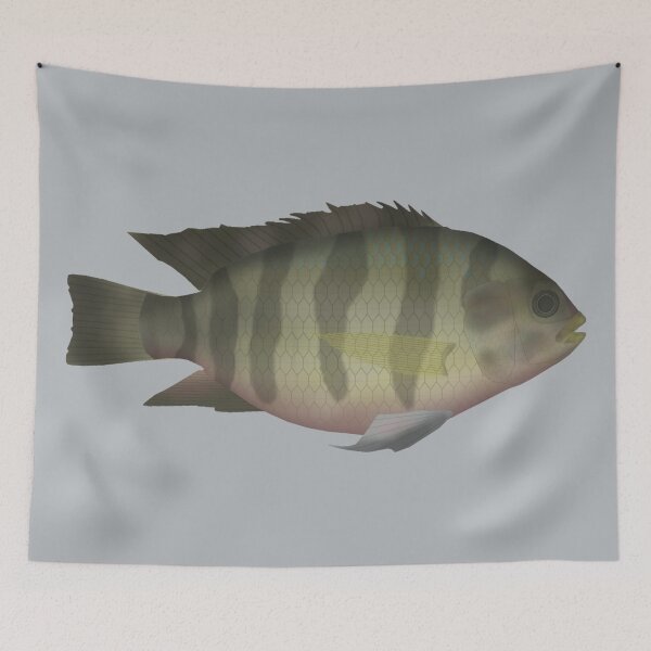 Item preview, Redbelly Tilapia designed and sold by fishfolkart.
