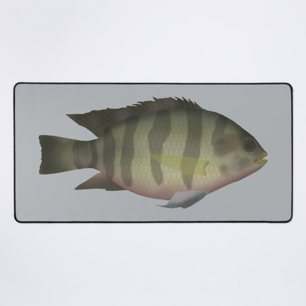 Item preview, Redbelly Tilapia designed and sold by fishfolkart.