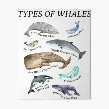 Types of Whales Funny Whale Lover Art Board Print