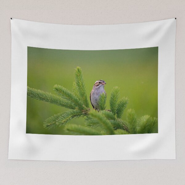 Item preview, Clay-Colored Sparrow designed and sold by OhSnapPhoto.