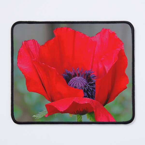 Item preview, Deep Red Poppy designed and sold by Deb Oppermann.